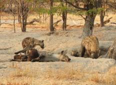 6 Dagen volledig verzorgde mobiele safari in Moremi wildreservaat en Chobe National Park-rondreis