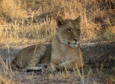 Spot wilde dieren in het Kalahari wildreservaat-rondreis