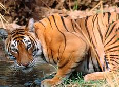 Goldenes Dreieck Rundreise (inkl. Ranthambore) Rundreise