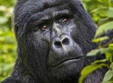 Kenya & Uganda Gorilla Overland: Forests & Wildlife Spotting Tour