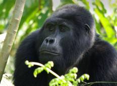 Individualreise: Gorilla Trek Rundreise