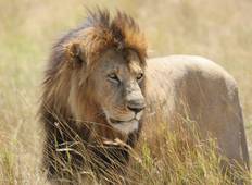 3 Days Masai Mara Camping Safari in Kenya Tour