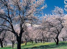 Hunza Cherry Blossom Tour, Gilgit Baltistan, Pakistan Tour
