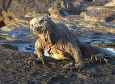 Galapagos Expresavontuur: wildernis en wildlife-rondreis