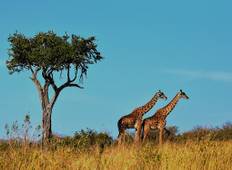 Serengeti & Kilimandscharo Safari Rundreise