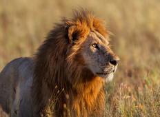 Serengeti Tierwelt Erlebnisreise Rundreise