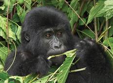 Uganda Gorilla und Schimpansen Safari Rundreise