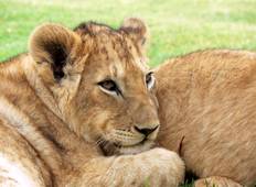 Auf Safari in Kenia & Tansania (9 Destinationen) Rundreise