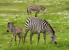 Auf Safari in Kenia & Tansania (mit Nairobi) Rundreise