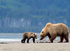 Alaska: Abenteuer von der Tierwelt des Ozeans bis zur Wildnis im Landesinneren (9 Tage) Rundreise