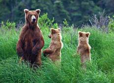 Alaska: Abenteuer von der Tierwelt des Ozeans bis zur Wildnis im Landesinneren (9 Tage) Rundreise