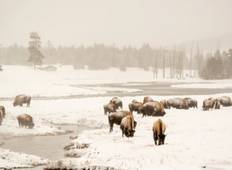 4 Dagen / 3 Nachten Grand Teton & Yellowstone Winterreis-rondreis