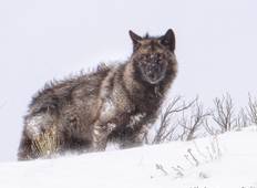 Yellowstone Winter Wolf Rundreise (4 Tage, 3 Nächte) Rundreise