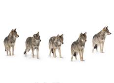 Ab Bozeman: Yellowstone Winter Wolf 4 Tage/3 Nächte Abenteuer Rundreise