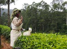 Exotic Kerala Tour (Coconut Holiday Of India) Tour