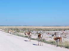 6-Day Sossusvlei and Etosha National Park (Camping) Tour