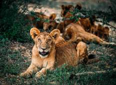 7-daagse Tanzania fotografische safari vakantie - middenklasse-rondreis