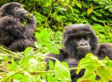 Gorilla Trek (4 Days) Tour