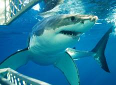 Moederstad Kaapstad, 5 dagen - Shark Cage Diving & Aquila Safari Tour & Cape Peninsula & Wine Tasting & Robben Eilanden-rondreis