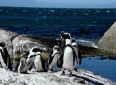 Kapstadt Sightseeing: Halbinsel, Stadt, Helikopter, Robben Island & Aquila Safari Rundreise