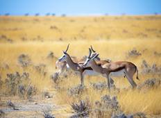 Afrikanische Safari Erlebnisreise in Namibia - 11 Tage Rundreise