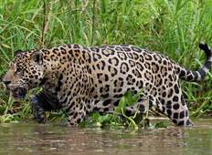 Pantanal Wildlife Erlebnisreise Rundreise