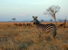 3 Days 2 Nights  Mikumi Wildlife  Lodge Safari Tour