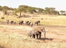 Tanzania safari highlights Tour