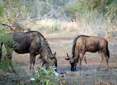 Kruger Nationalpark: Big 5 Safari & Panorama-Route - 5 Tage Rundreise
