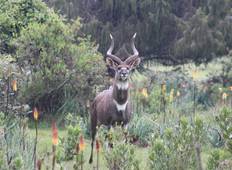 4 Days Trek in the Bale Mountains National Parks Tour