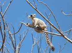 Admire lemurs on the RN7 Tour