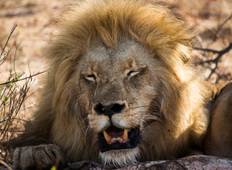 Kruger Nationalpark Safari - 3 Tage Rundreise
