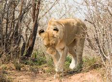 Kruger Nationalpark Safari - 4 Tage Rundreise