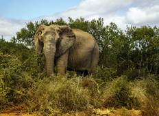 Kruger Park Safari - 5 Tage Rundreise