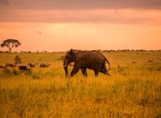 Safari im Serengeti & Sansibar Rundreise