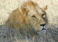 7 Dagen Big five Safari - Nairobi-rondreis