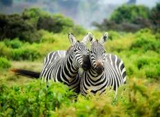 Beeindruckende Kenia Safari - 4 Tage  Rundreise