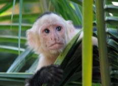Exotische landschappen van Costa Rica-rondreis