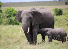 Wonderen van de Mara Safari-rondreis
