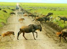 7-daagse Serengeti Migratie Safari-rondreis