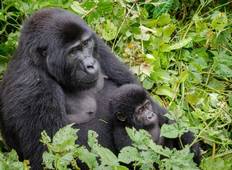 Uganda Primaten Safari - 5 Tage Rundreise