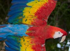 Costa Rica Puur Natuur 10 dagen-rondreis