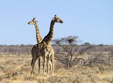 Etosha Nationalpark und Swakopmund - 4 Tage (mit Unterkunft) Rundreise