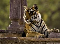 biggest jungle safari in india 8 Days GOLDEN TRIANGLE EXCURSION WITH RANTHAMBORE WILDLIFE SAFARI Tour