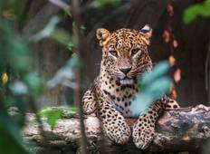 Rundreise Sri Lanka Natur & Tierwelt (Kostenloses Upgrade Private Tour für zwei zahlende Kunden oder mehr verfügbar) Rundreise
