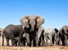 Addo Elephants - Garden Route -   Winelands   (6 Days) Tour