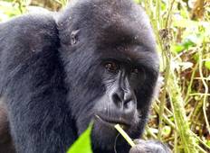 Gorilla Trekking im Undurchdringlichen Regenwald Bwindi - 3 Tage Rundreise