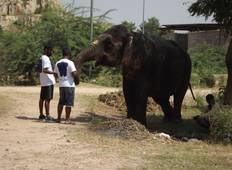 Volunteer Elefanten Erlebnis mit Jaipur Rundreise und Aufenthalt in einer indischen Familie 4 Tage Rundreise