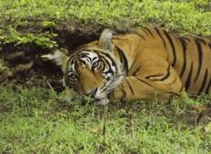 Taj Mahal und Tiger Safari Rundreise ab Jaipur 3 Tage Rundreise