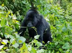 3 Tage Bwindi Undurchdringliche Gorilla Trek Safari Rundreise